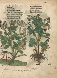 Gerânio ou bico-de-cabra, espécie de Geranium, e Erva Robert, Geranium robertianum. Gravura em xilogravura colorida à mão de uma ilustração botânica do Krauterbuch, ou Herbal, de Adam Lonicer, Frankfurt