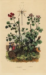 Espécies de gerânio, Pelargonium daveyanum 1 e Pelargonium macranthon 2