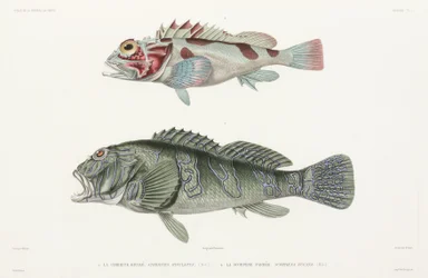 Peixe-gavião gigante e peixe-escorpião