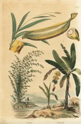 Planta espinhosa gigante de bambu, Bambusa bambus (Bambos arundinacea) e bananeira com frutos e seção transversal, Musa paradisiaca
