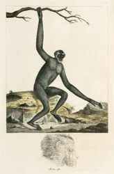 Gibão