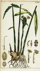Planta e raiz de gengibre, Zingiber officinale.