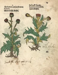 Alcachofra, Cynara cardunculus var. scolymus, e cardo-selvagem, Carduus sylvestris. Gravura em xilogravura colorida à mão de uma ilustração botânica do Krauterbuch, ou Herbal, de Adam Lonicer, Frankfurt