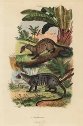 Paradoxurus zeylonensis 1 e Paradoxurus hermaphroditus 2, Paradoxurus hermaphroditus civet, Golden palm civet
