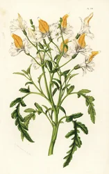 Schizanthus de Graham, Schizanthus grahamii. Litografia colorida à mão da obra de Louis van Houtte e Charles Lemaire, Flowers of the Gardens and Hothouses of Europe, Flore des Serres et des Jardins de l