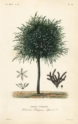 Grãos de Selim, Xylopia aethiopica, Habzelia aethiopica, Habzeli d