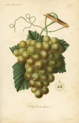 Uvas, Vitis vinifera