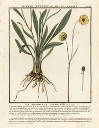 Botão de ouro com folhas gramíneas, Ranunculus gramineus.
