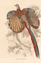 Grande faisão argus, Argusianus argus (Argus giganteus). Litografia colorida à mão da Galeria de História Natural de Georg Friedrich Treitschke, Naturhistorischer Bildersaal des Thierreiches, Liepzig