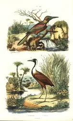 Grande jacamar, Jacamerops aureus, e jacana do norte, Jacana spinosa