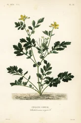 Grande celandina, Chelidonium majus, comuna de Chelidoine