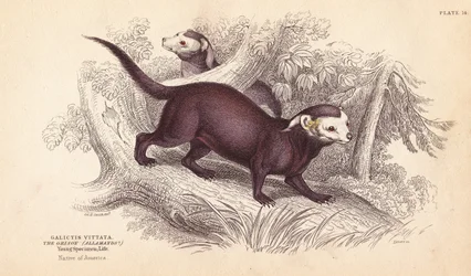 Grão-de-bico-grande, Gallictis vittata. Gravura em metal aço colorida à mão por Lizars a partir de uma ilustração de Charles Hamilton Smith da Naturalist