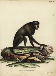Macaco-de-nariz-grande ou macaco-de-nariz-pequeno. Cercopithecus nictitans. Simia Nictitans Linn. Gravura em chapa de cobre colorida à mão, de Johann Nussbiegel, das Animal Illustrations after Nature, ou Fantastic Anima, de Johann Christian Daniel Schreber