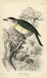 Pachyramphus viridis (Pachyrhynchus cuvierii). Gravura em metal aço colorida à mão por William Lizars a partir de uma ilustração de William Swainson da Naturalist