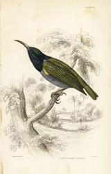 Pássaro-sol-de-cabeça-verde (Baixa Guiné), Cyanomitra verticalis cyanocephala (Pássaro-sol-de-dorso-oliváceo, Cinnyris chloronotus). Gravura em metal aço colorida à mão por William Lizars após William Swainson da Biblioteca do Naturalista de Sir William Ja