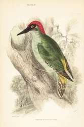 Picus viridis verde, Picus viridis, empoleirado numa árvore.1889 (gravura)