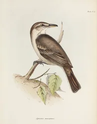 Grisalho de barriga cinzenta, c 1832-1836