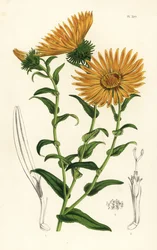 Grindelia grandiflora. Litografia colorida à mão da obra de Louis van Houtte e Charles Lemaire, Flowers of the Gardens and Hothouses of Europe, Flore des Serres et des Jardins de l