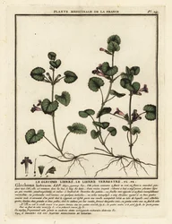 Hera terrestre, Glechoma hederacea.