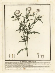 Groundsel, Senecio vulgaris.