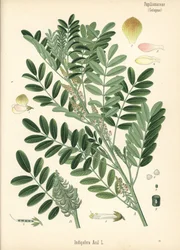 Índigo da Guatemala ou índigo de folhas pequenas, Indigofera suffruticosa (Indigofera anil). Cromolitografia segundo uma ilustração botânica da obra Medicinal Plants de Hermann Adolph Koehler, editada por Gustav Pabst, Koehler, Alemanha