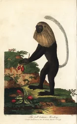 Guereza de Angola ou colobo preto e branco angolano - Colobo de Angola, Colobus angolensis. Macaco de peruca completa, assim chamado pela sua semelhança com uma peruca completa. Gravura em cobre colorida à mão por J. Pass a partir de uma ilustração de