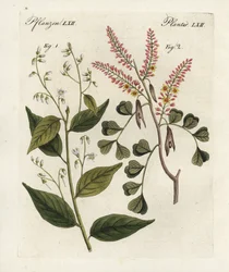 Goma de benjamim, Styrax benzoin 1, e pau-brasil, Haematoxylon campechianum 2. Gravura em chapa de cobre colorida à mão do "Bilderbuch fur Kinder" (Livro de imagens para crianças) de Bertuch, Weimar