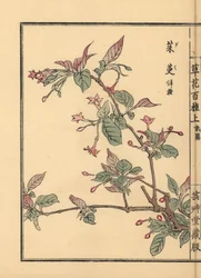 Gumi, natsugumi ou cerejeira prateada, Elaeagnus multiflora. Popular como planta ornamental ou árvore bonsai. Gravura em madeira colorida à mão de Kono Bairei de Kusa Bana Hyakushu (Cem variedades de flores), Tóquio, Yamada