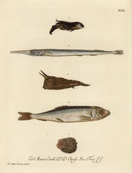 Caboz, Chelidonichthys species 1, peixe-agulha, Belone belone 2, peixe-cão, Lactoria cornuta 3, arenque, Clupea harengus 4, e peixe-espinho de poucas espinhas, Chilomycterus reticulatus 5. Gravura em chapa de cobre colorida à mão, segundo uma ilustração de