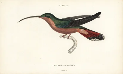 Beija-flor de pernas peludas, Glaucis hirsutus (ermitão de peito de Rufos, Trochilus hirsutus). Gravura em metal aço colorida à mão por William Lizars da "Sir William Jardine