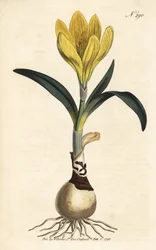 Ceifeira-debulhadora - narciso de outono, Sternbergia lutea (amarílis amarela, Amaryllis lutea) - Gravura a talhe-doce colorida à mão da revista Botanical Magazine de William Curtis, Londres