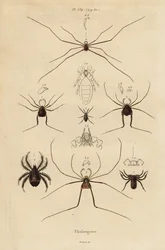 Colhedores, colhedores ou papai de pernas longas, espécies Opiliones