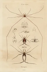 Colhedores, colhedores ou papai de pernas longas, espécies Opiliones