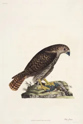 Falcão