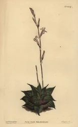 Haworthia mirabilis (Almofada de folhas ásperas aloe, Aloe mirabilis)