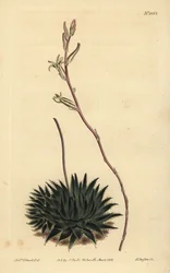 Haworthia pumila ou Tulista pumila (Aloé aloé aloé aloé aloé arachnoides pumila)