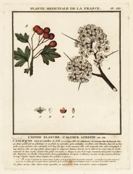 Espinheiro, Crataegus rhipidophylla