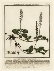 Heath speedwell, Veronica officinalis.