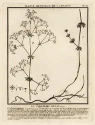 Hedge bedstraw, Galium mollugo.