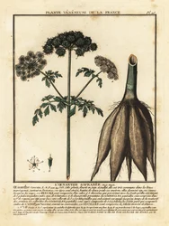 Hemlock water-dropwort, Oenanthe crocata.