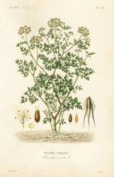 Cânhamo, Oenanthe crocata, Oenanthe safranee