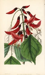 Herbácea ou Carolina erythrine - híbrido de erythrina do Sr. Bidwell, Erythrina x bidwillii. Híbrido de Erythrina herbacea com Erythrina cristagalli. Gravura em chapa de cobre colorida à mão por George Barclay após uma ilustração de Miss Sarah Drake da obr