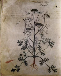 Ervas Coriandro (coriandre)