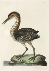 Garça