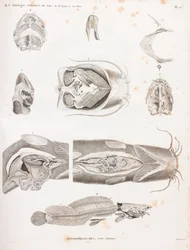 Heterobrânquios, detalhes anatómicos