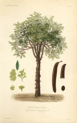 Espinheiro-da-Virgínia ou gledítsia espinhosa, Gleditsia triacanthos, Gleditschia triacanthos, árvore-da-febre de três espinhos