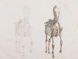 Esqueleto de cavalo, vista frontal