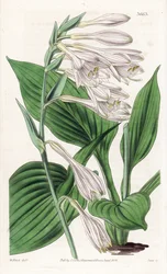 Hosta do Japão - Hosta sieboldii (funckia do Dr. Siebold, Funkia sieboldiana). Gravura em chapa de cobre colorida à mão, segundo uma ilustração botânica de Walter Fitch, da revista Botanical Magazine de William Jackson Hooker, Londres