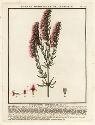 Hissopo, Hyssopus officinalis.