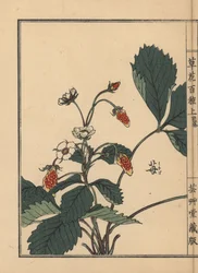 Ichigo ou morango, Fragaria ananassa. Gravura em madeira colorida à mão de Kono Bairei de Kusa Bana Hyakushu (Cem Variedades de Flores), Tóquio, Yamada